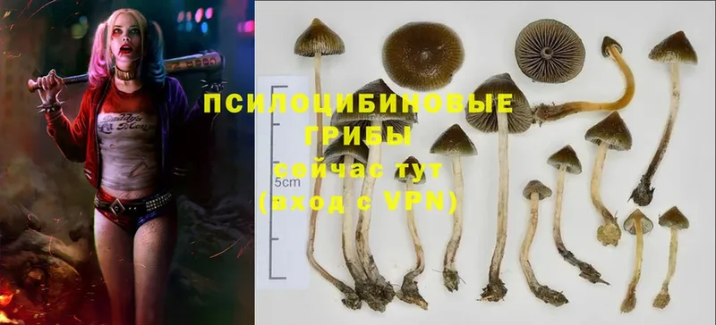 Галлюциногенные грибы Magic Shrooms  Крымск 